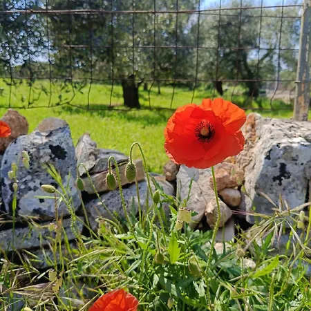 Relax דירה אלברובלו